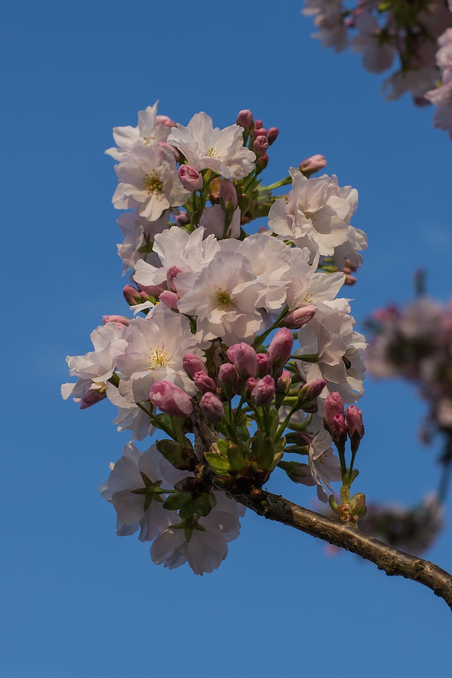 flower, plant, tree, nature, garden, petal, bud, spring, flowering plant HD wallpaper