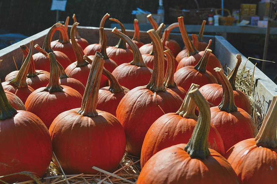 pumpkins, nature, fall, cart, food and drink, freshness, healthy eating HD wallpaper