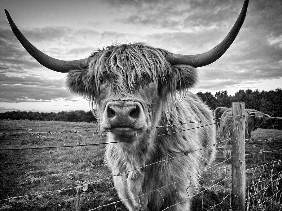 grayscale photo of highland cattle on grass field, highland cow