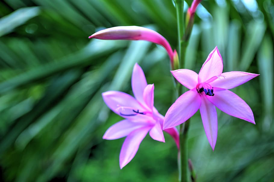 flower, close up, flowering, macro, violet, plant, flowering branch HD wallpaper