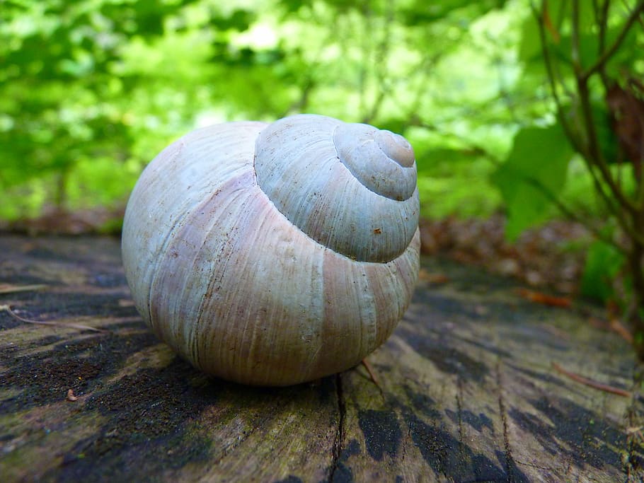 snail, shell, animal, slowly, creature, food and drink, close-up HD wallpaper