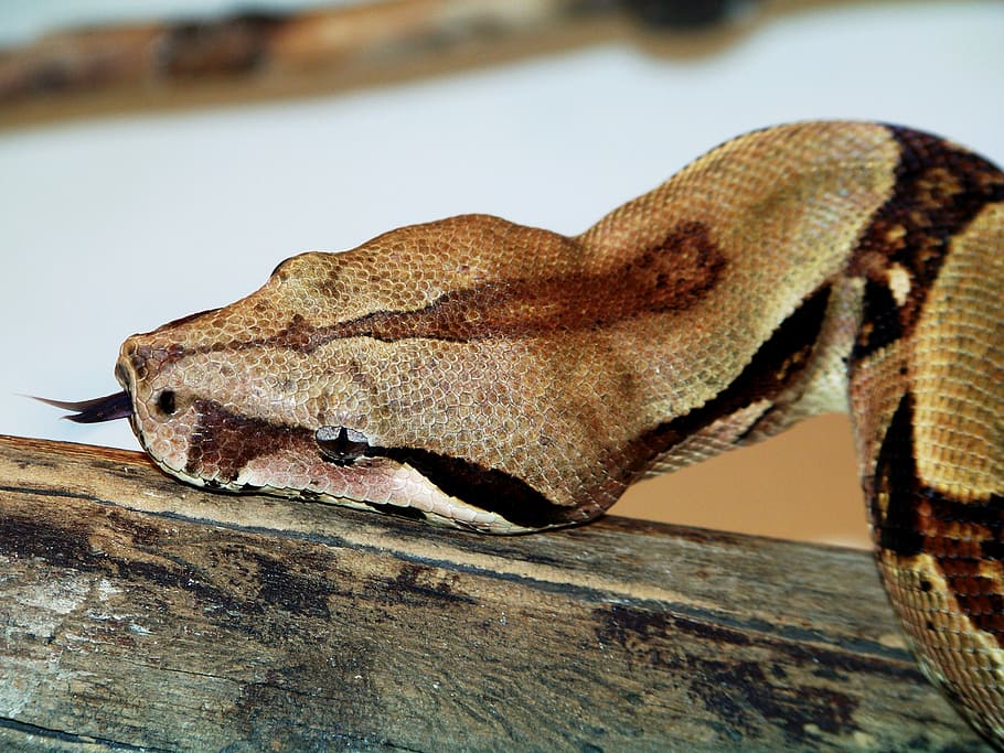 animals, zoo, boa constrictor, snake, reptile, wildlife, nature HD wallpaper