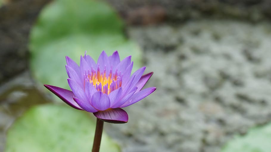 nature, mare, flower, lotus, flowering plant, freshness, vulnerability HD wallpaper