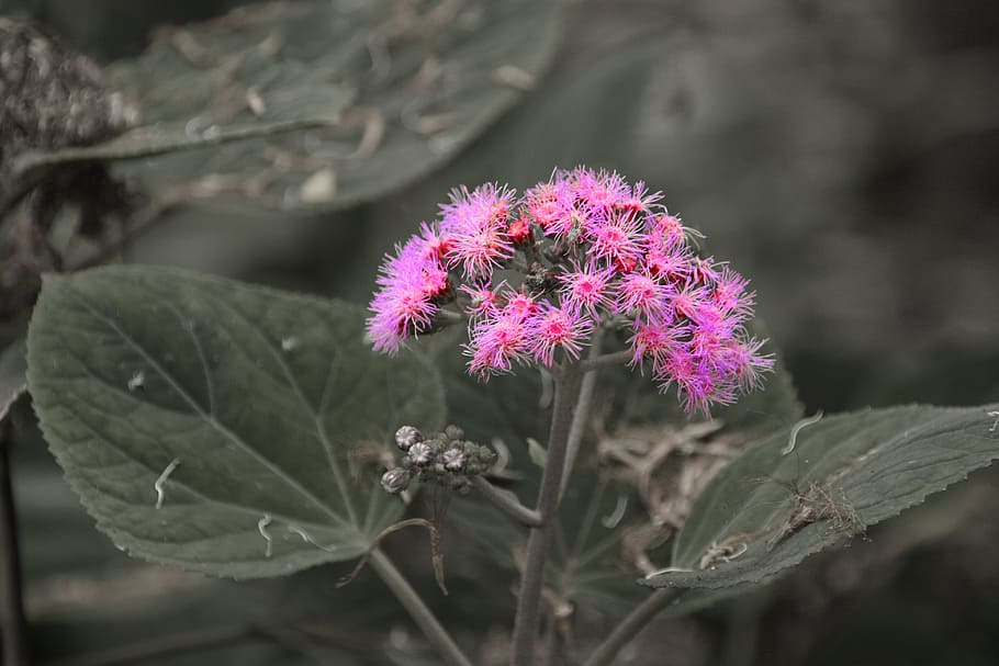 Flower, Blossom, Bloom, Purple, Plant, panicle, nature, fragrance HD wallpaper