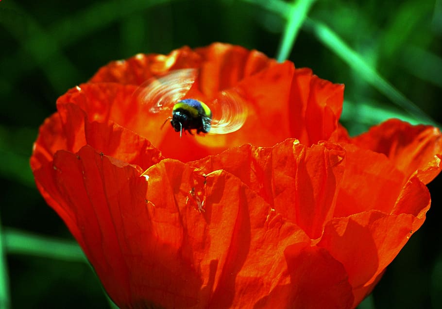 Poppy, Hummel, Spring Bloom, nature, plant, flower, close-up HD wallpaper