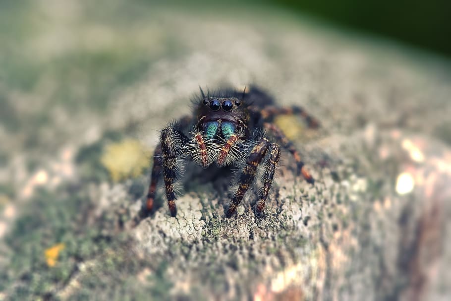 little spider, macro, tiny, nature, insect, predator, close, HD wallpaper