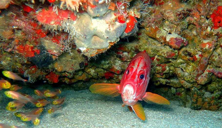 Fish, Squirrel, Underwater, Sea, Aquatic, marine, ocean, one animal HD wallpaper
