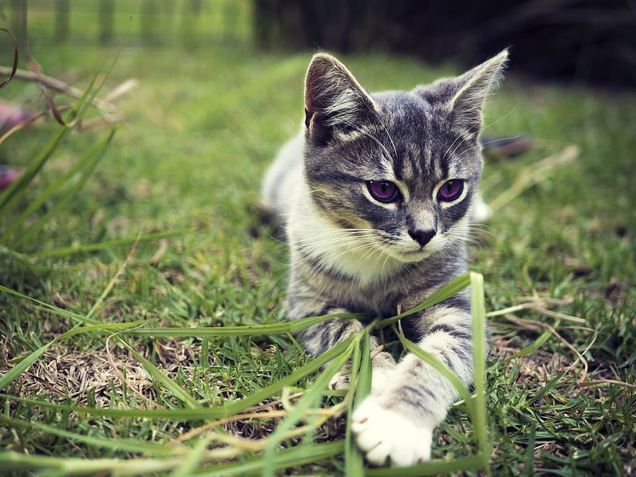 gray and white cat lying on green grass during daytime, kitten