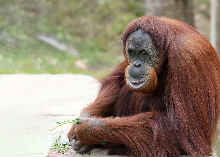 orangutan holding plant, monkey, primate, ape, wildlife, animal HD wallpaper