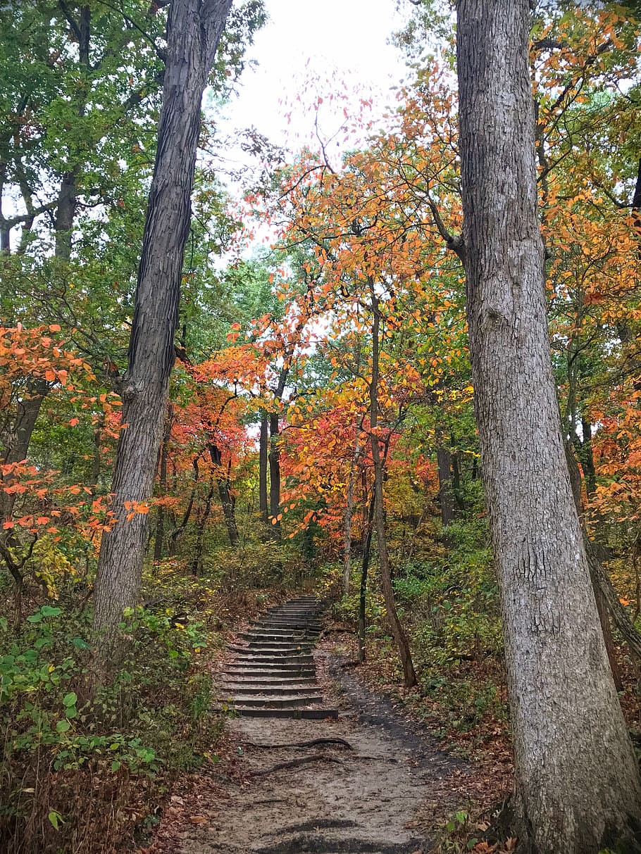 Starved Rock Trail, stairs between tall trees, woodland, forest HD wallpaper