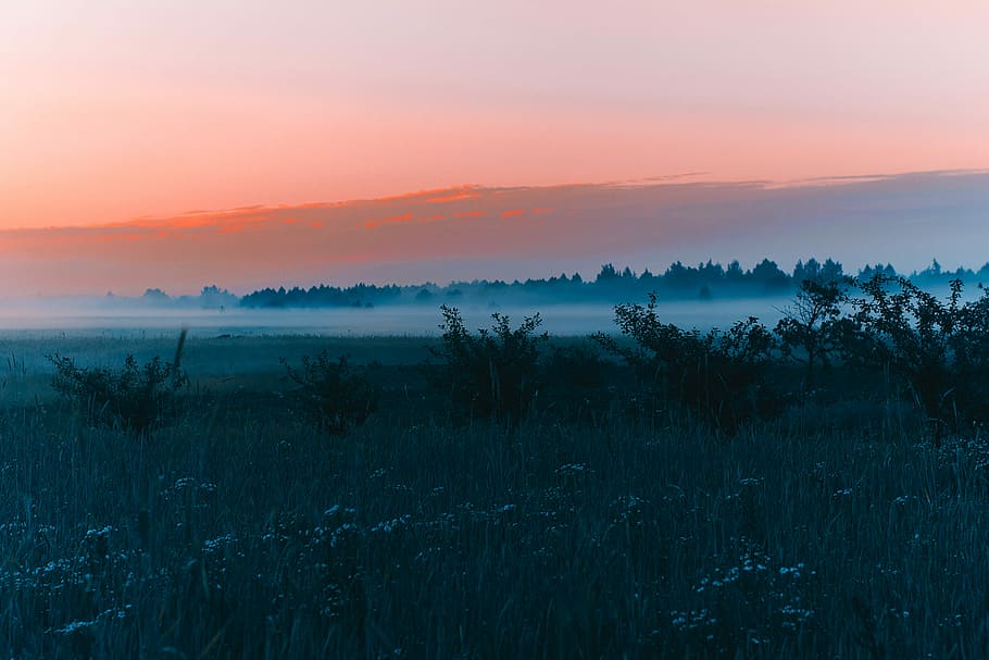 silhouette of trees, landscape of grass field, twilight, summer HD wallpaper