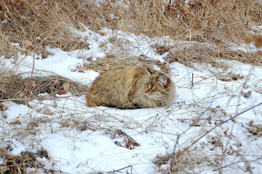 cat, winter, grass, snow, frost, cold, cold temperature, mammal HD wallpaper