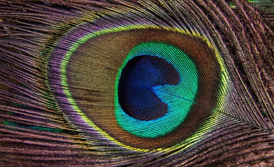 blue and green peacock feather, colourful feather, macro feather HD wallpaper