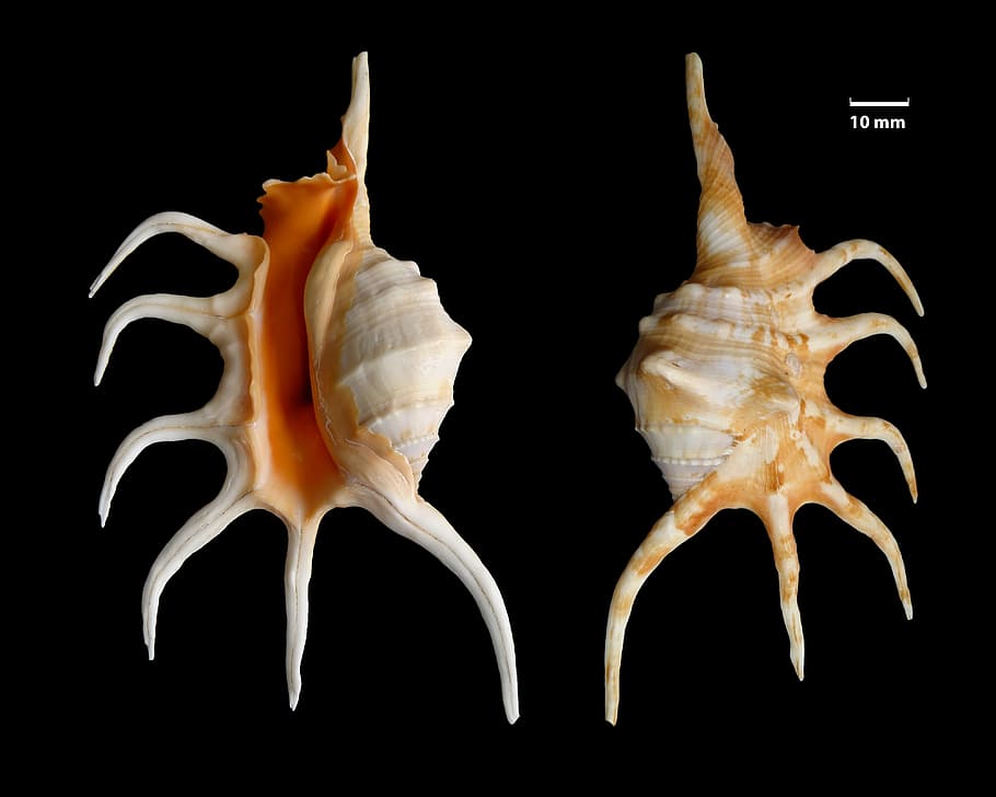 two corals on black surface, shell, knobbed conch, lambis crocata HD wallpaper
