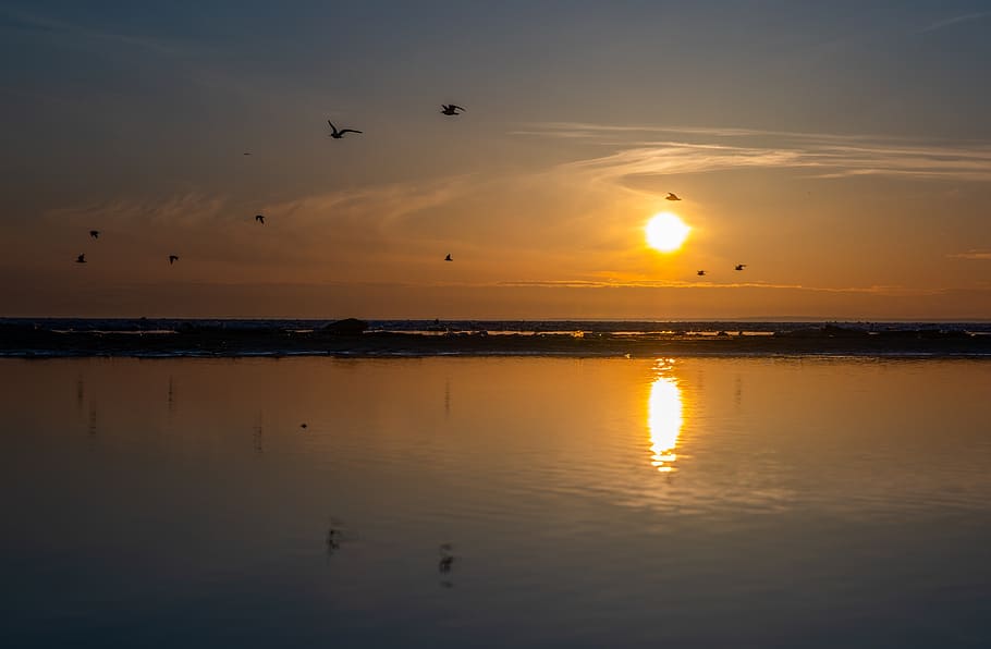 sunset, water, twilight, gulls, sky, reflection, beauty in nature HD wallpaper