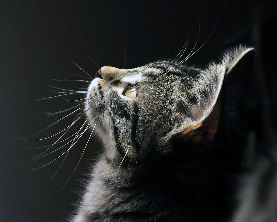 close-up photo of gray tabby cat, Pet, Kitten, Portrait, one animal HD wallpaper