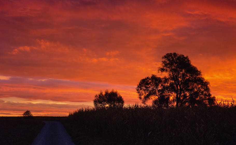 tree, trees, landscape, nature, away, sky, sunrise, clouds HD wallpaper