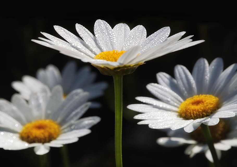 white, petal, flower, bloom, nature, plant, water, drops, flowering plant HD wallpaper