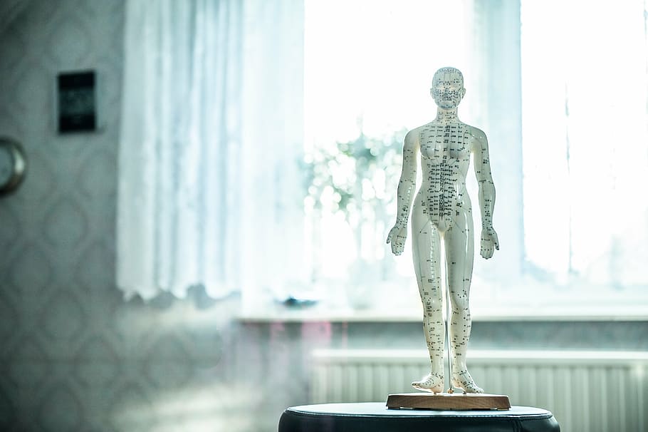white pressure points scale mannequin overlooking window inside well lighted room, HD wallpaper