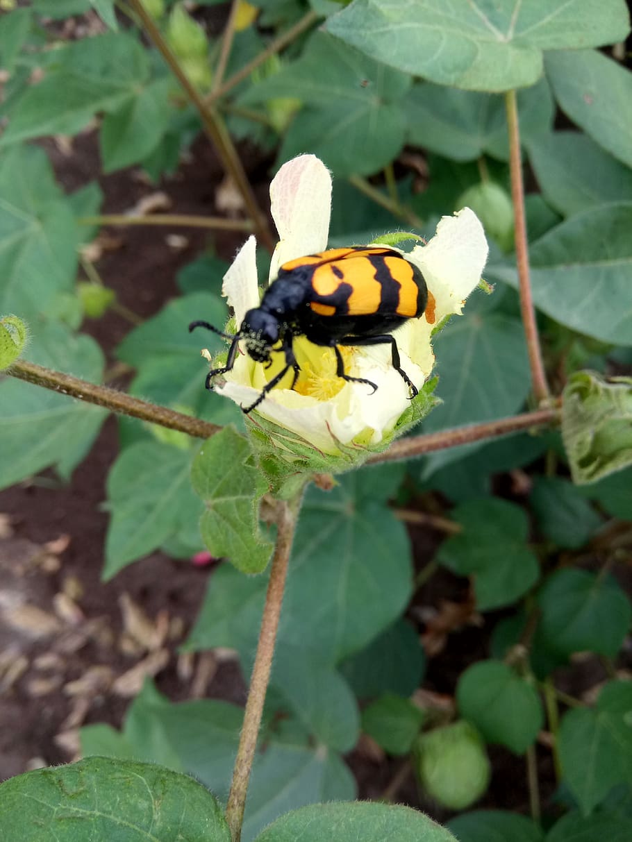 plants, bugs, flowers, plant part, leaf, insect, animal, invertebrate HD wallpaper
