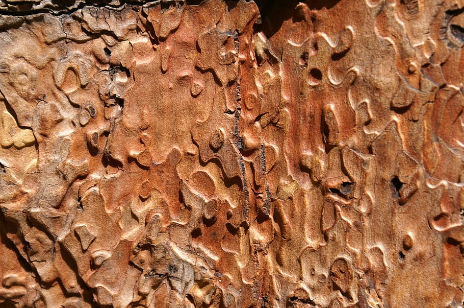 Pattern, Structure, Wood, Brown, Nature, rock - object, geology HD wallpaper
