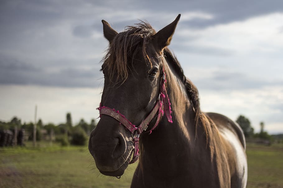 horse, clouds, landscape, sky, nature, animal, field, mammal HD wallpaper