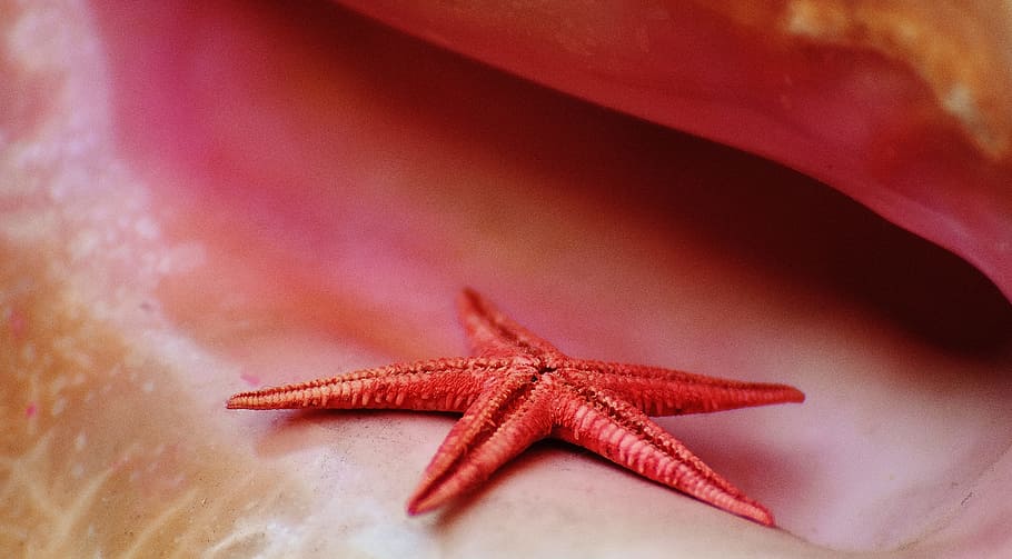 shell, starfish, maritime, decorative, decoration, nature, collect HD wallpaper