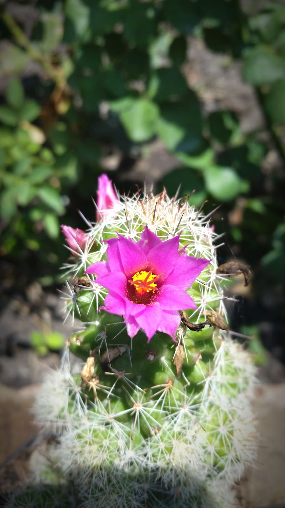 cactus, flower, desert, flowering plant, beauty in nature, vulnerability HD wallpaper