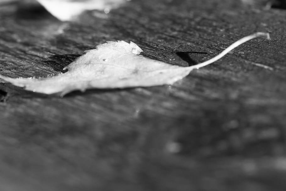 leaf, autumn, fall, black and white, selective focus, plant part HD wallpaper