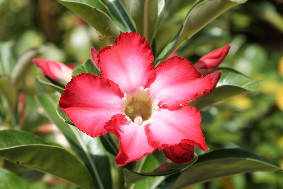 red flower, leaf, nature, green, plant, relax, macro, closeup HD wallpaper