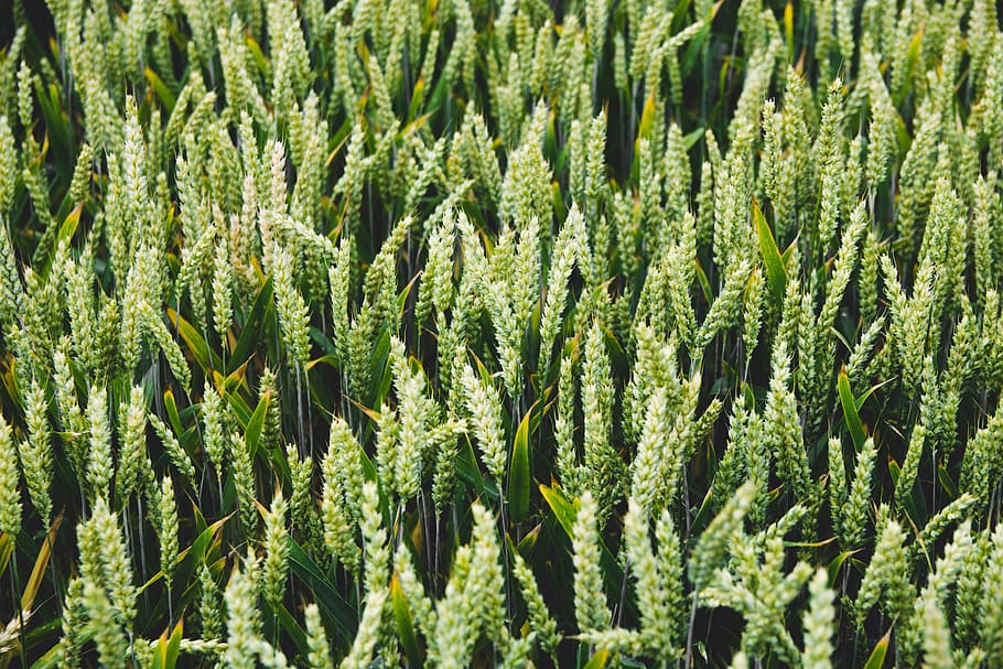 barley, bread, cereal, corn, cornfield, countryside, farmland HD wallpaper