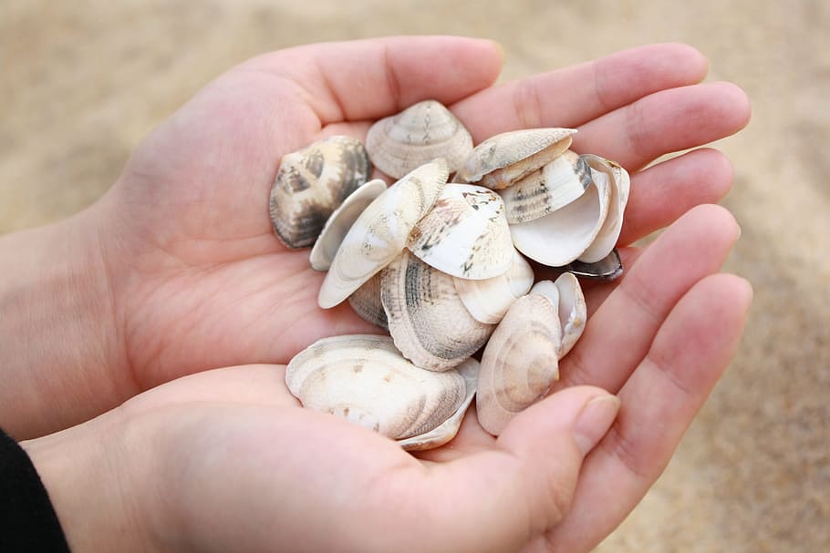 clam, beach, hand, sand, peel, husks, sculpture, sea, pattern HD wallpaper