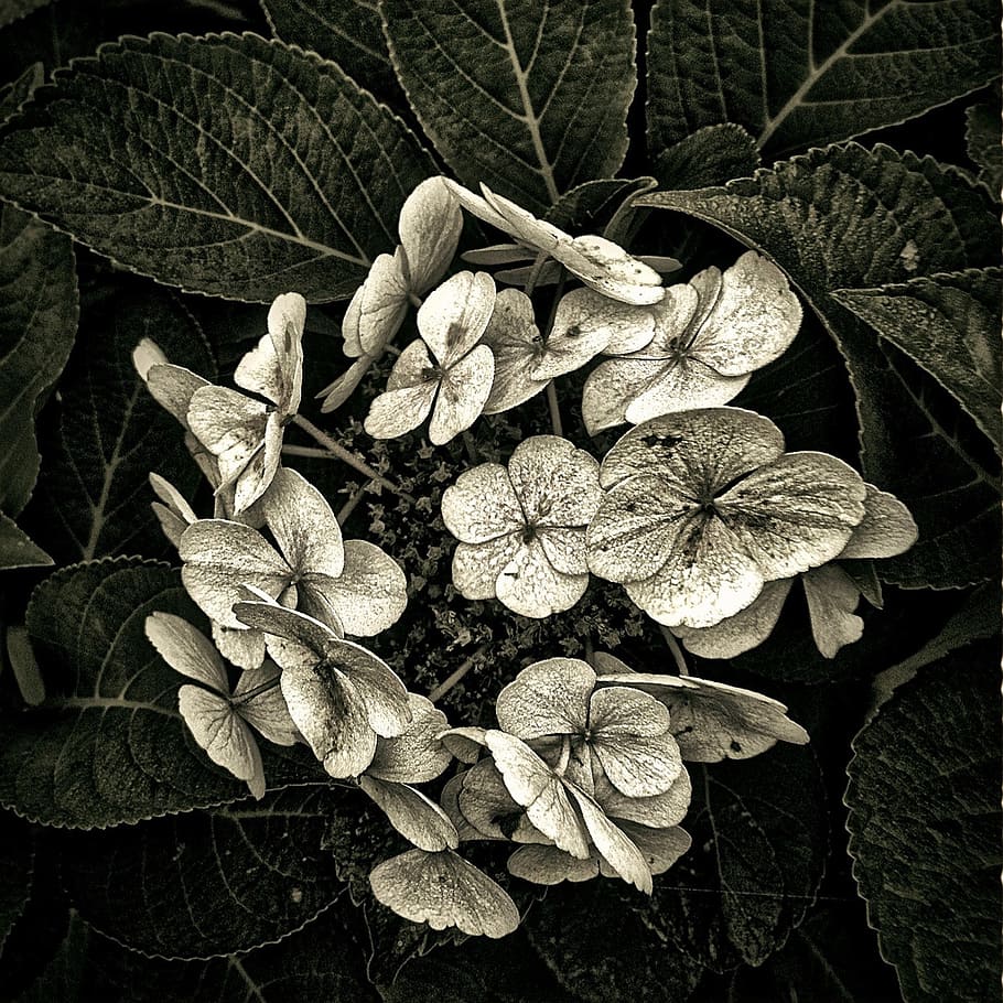 grayscale photo of lace-cup hydrangea flower, plant, leaf, nature, HD wallpaper