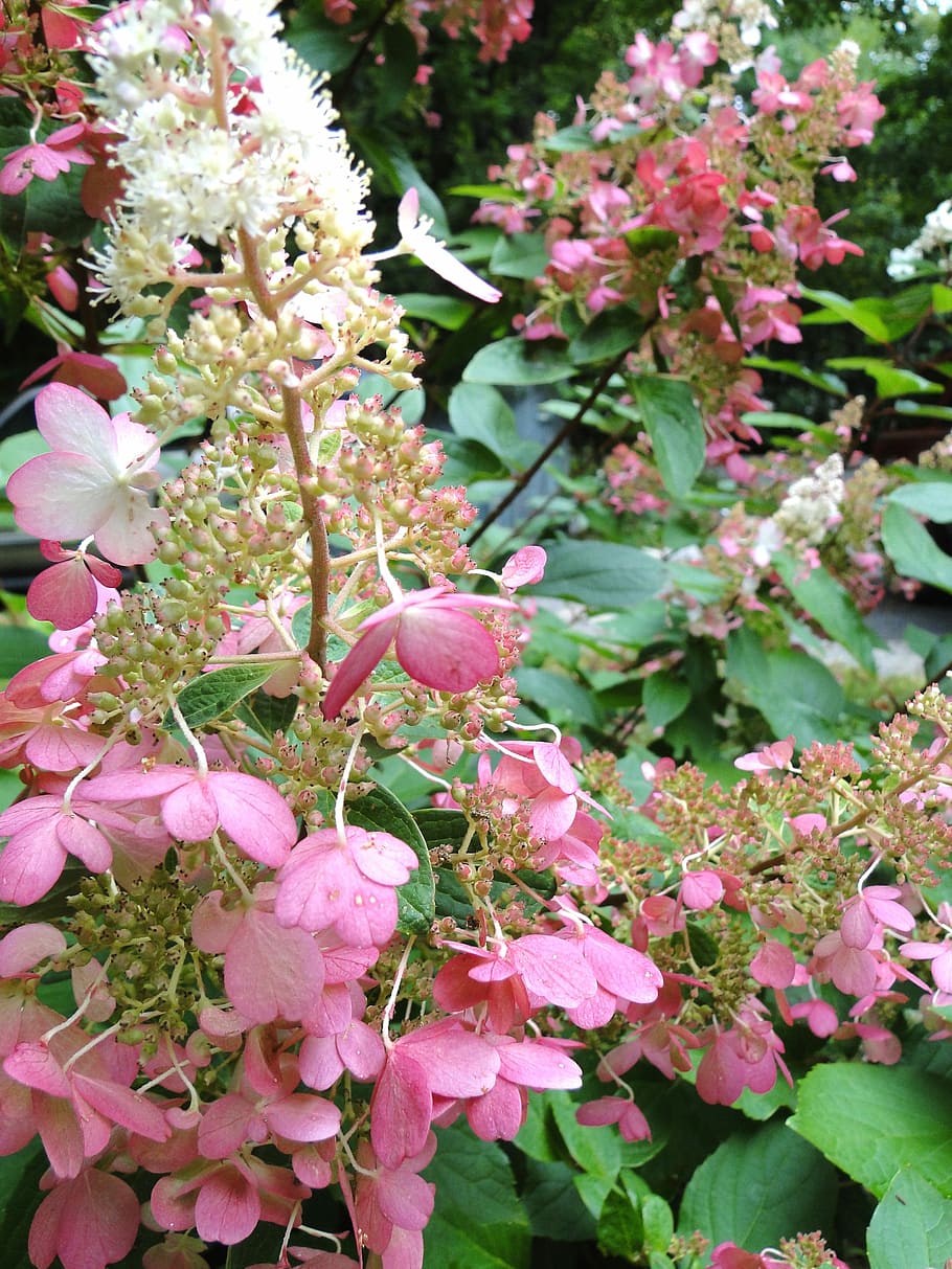Hydrangea, Perennial, Pinky, Winky, pinky winky, flowers, bloom, HD wallpaper