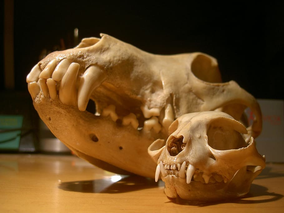 skull, cat, dog, bone, human skull, indoors, human skeleton HD wallpaper