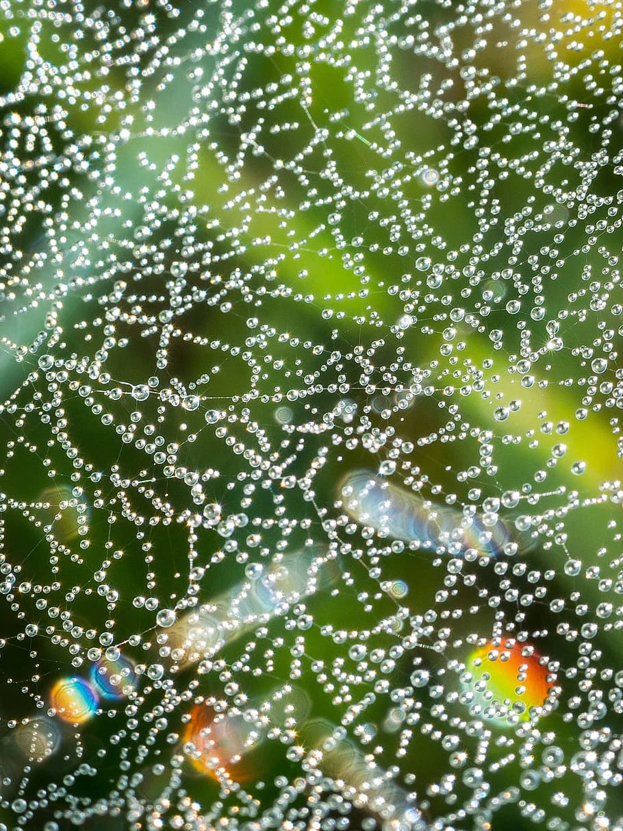 cobweb, drip, dew, dewdrop, spectrum, refraction, reflexes HD wallpaper