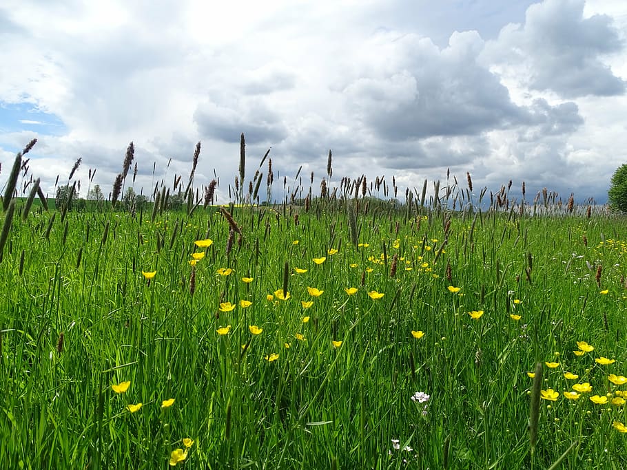 clouds, meadow, landscape, nature, sky, summer sky, scenic HD wallpaper