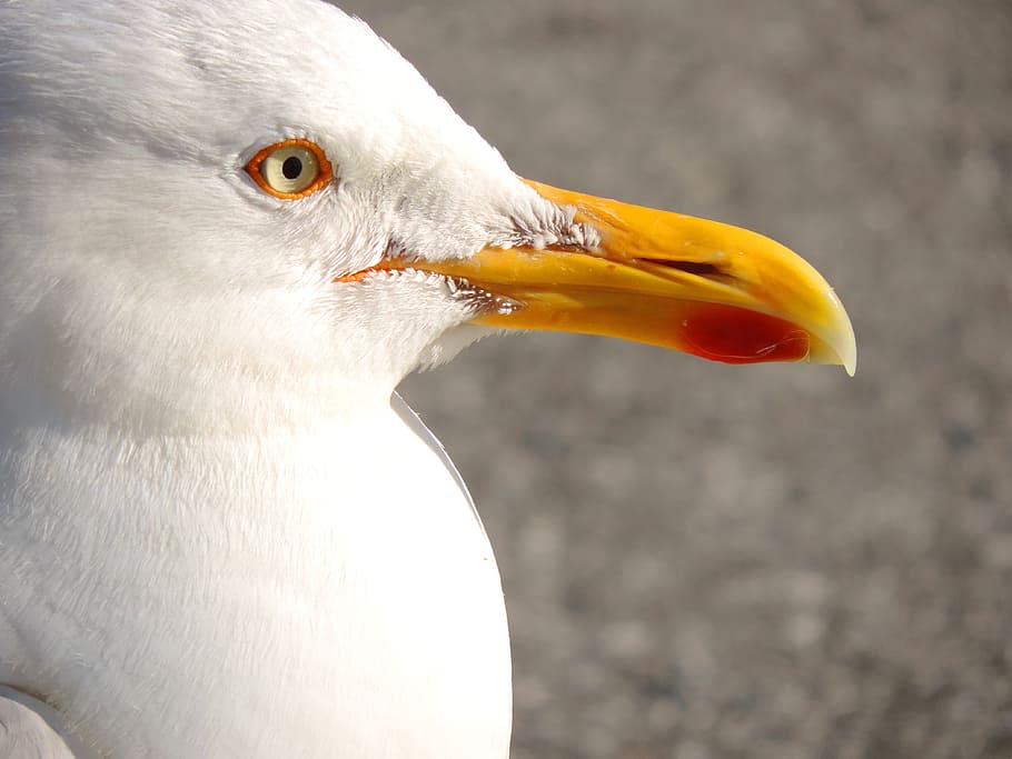 seagull, seevogel, herring gull, bird, animal, coast, north sea HD wallpaper