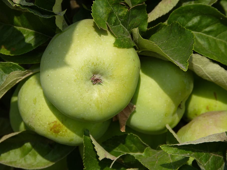 apple, green, apple tree, branch, fruit, healthy, vitamins HD wallpaper