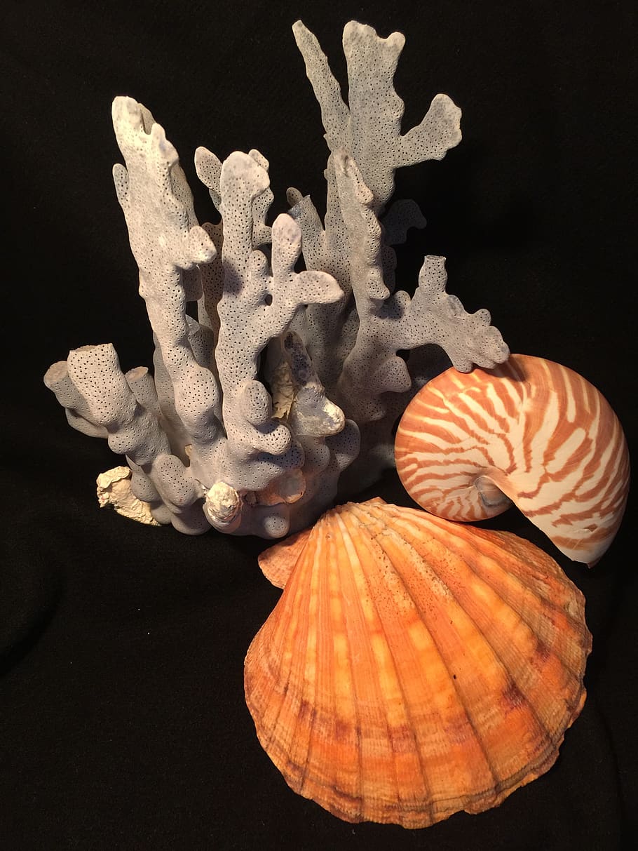 shells, blue, coral, no people, indoors, still life, close-up HD wallpaper