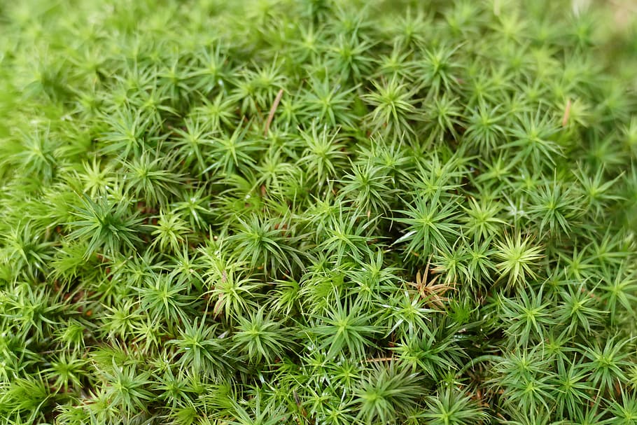 Macro, Close, Moss, Forest, Nature, green color, growth, plant HD wallpaper