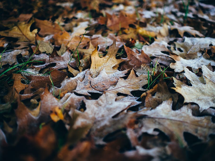leaves, ground, autumn, fall, frost, cold, environment, nature