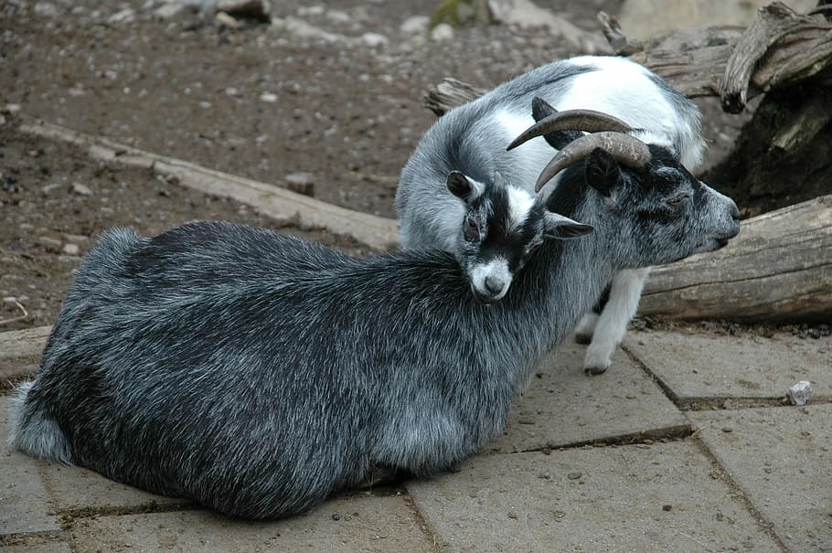 Goats, young, smooch, one animal, no people, animal themes HD wallpaper