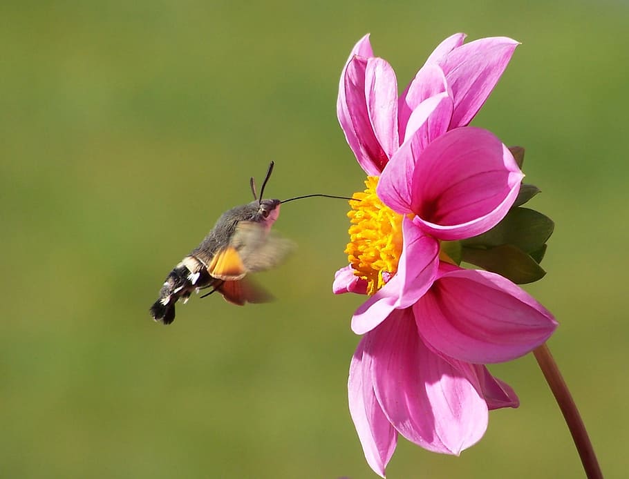 brown and black hummingbird moth in flight near pink petaled flower in closeup photo, HD wallpaper