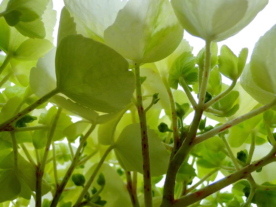 hydrangeas, flowers, petals, macro, under, inside, perspective HD wallpaper