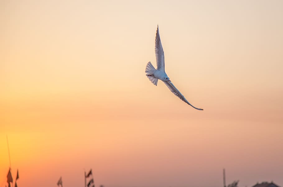 seagull, twilight, sunset, vertebrate, animal wildlife, animals in the wild HD wallpaper
