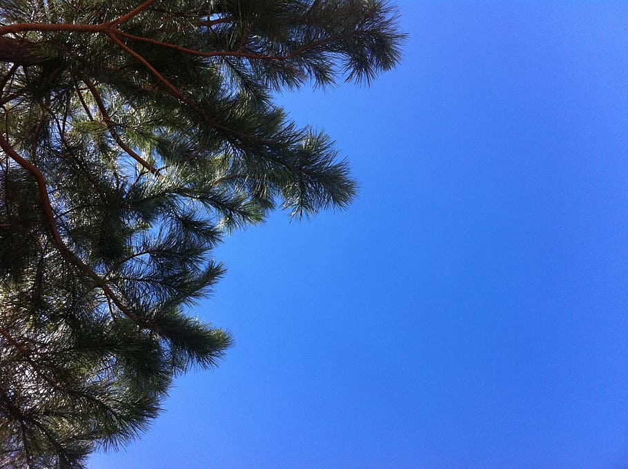sky, nature, tree, blue, contrast, clear sky, low angle view HD wallpaper