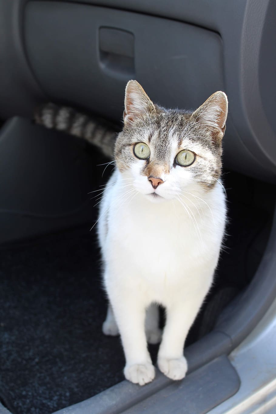 cat, car, sitting, white, watch, domestic animals, pets, mammal HD wallpaper