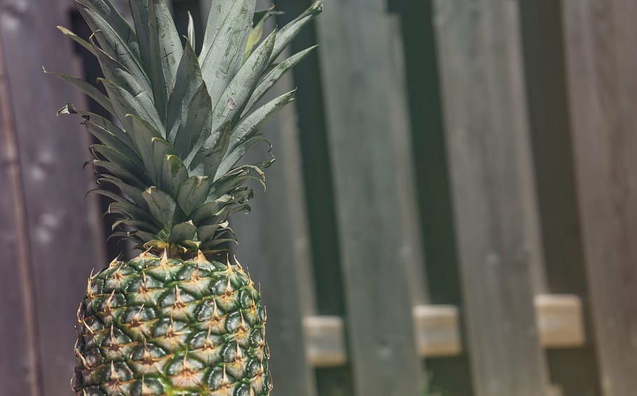 fence, fruit, pineapple, summer, summer vibes, summertime, tropical HD wallpaper