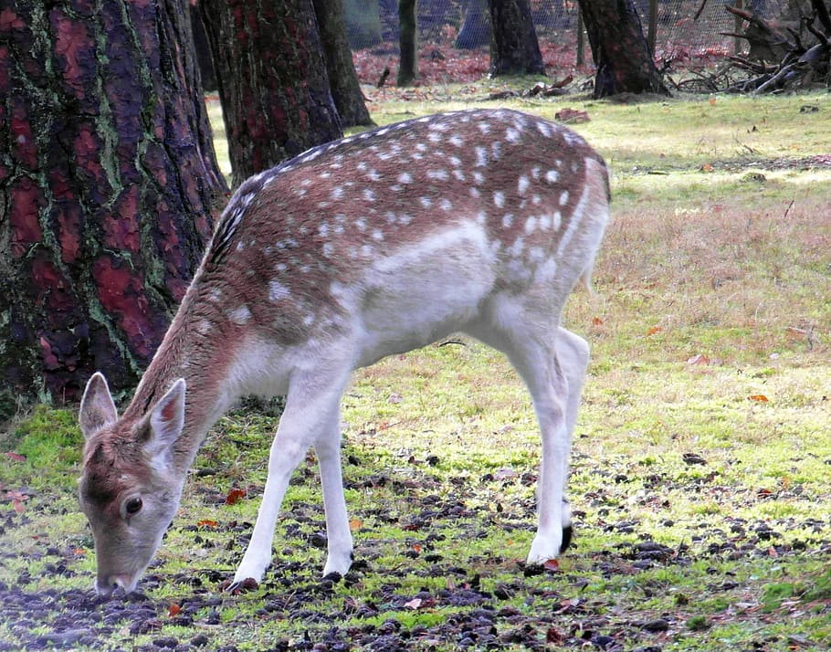 doe, fallow deer, fur, stains, antler, scoop, graze, wildlife park HD wallpaper